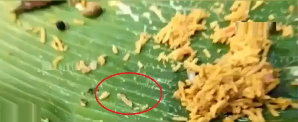 Worm in Chicken Biryani at Ramanathapuram